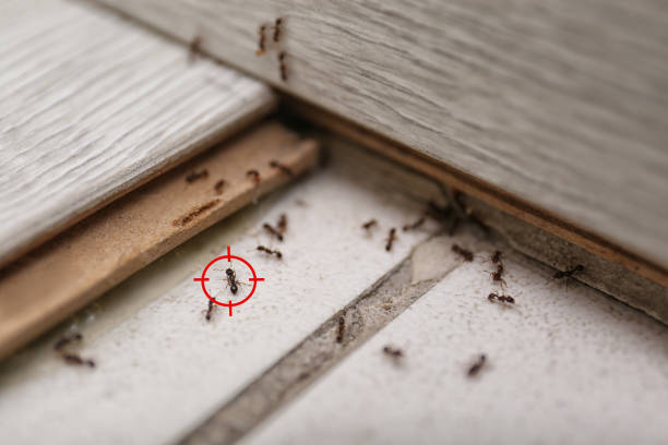 Best Exterminator Services  in Constantine, MI