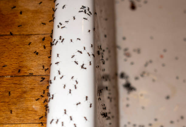 Professional Pest Control in Constantine, MI
