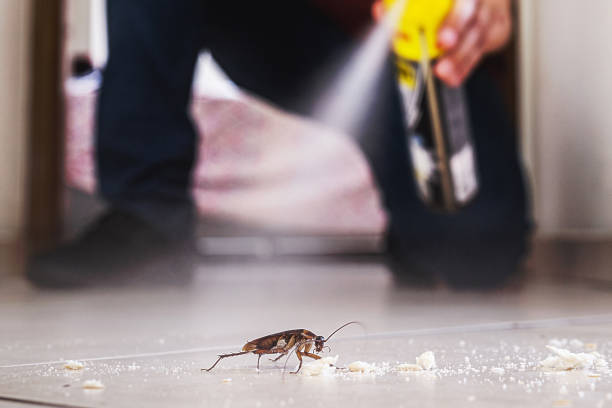 Best Wasp Removal Services  in Constantine, MI