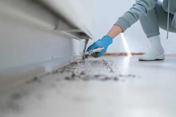 Best Affordable Pest Control Services  in Constantine, MI